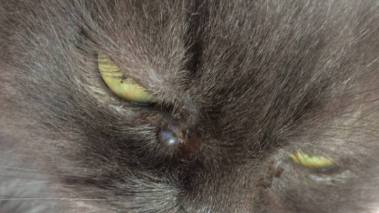 Как удалить клеща под глазом у кота